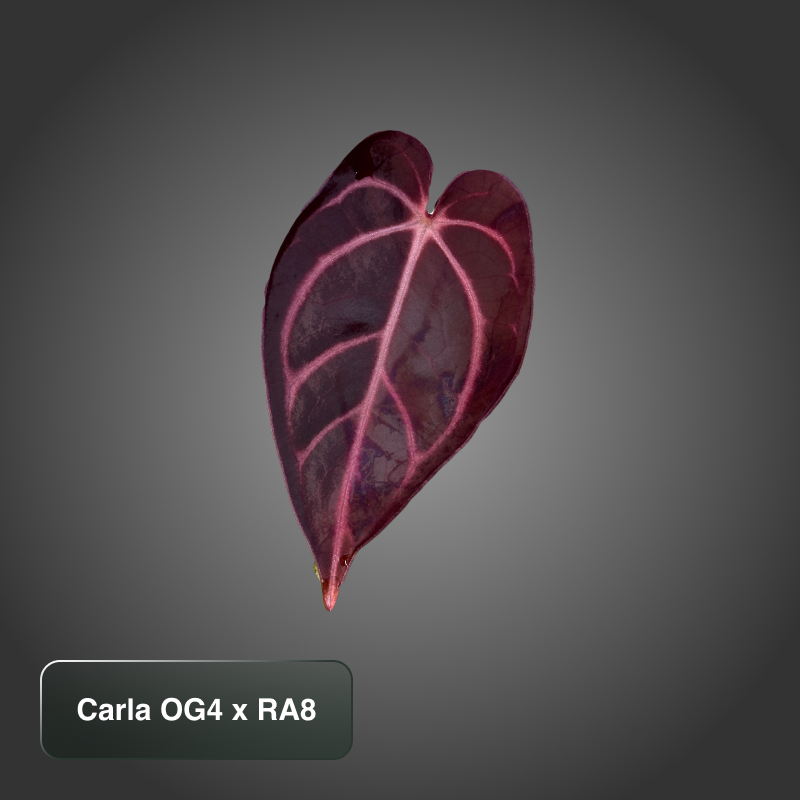 Carla OG4xRA8