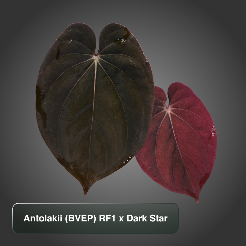 RF1 x Darkstar (Round x Felix X Round x RA1 by Grant A.)