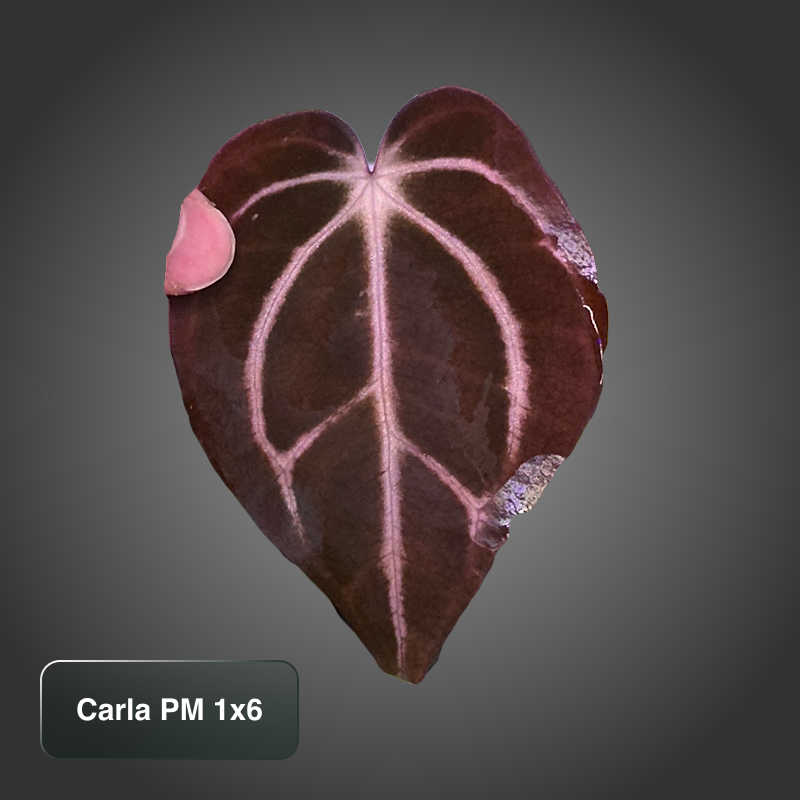 Carla PM1x6 Paul Marcellini