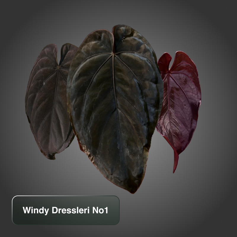 A. Windy Dressleri (s1) Nr. 01