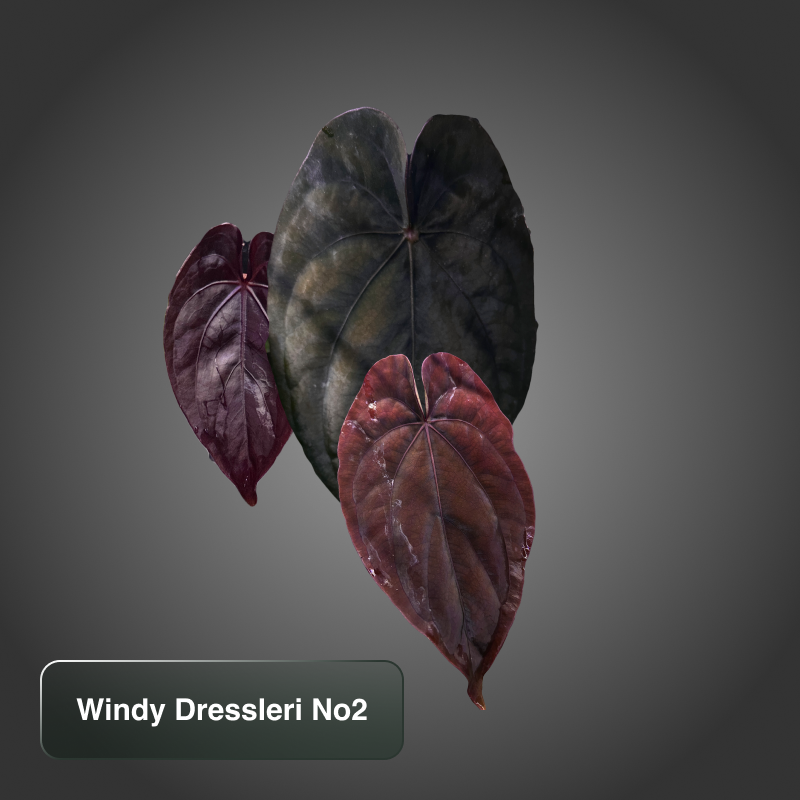 Anthurium Dressleri Windy (s1) No2