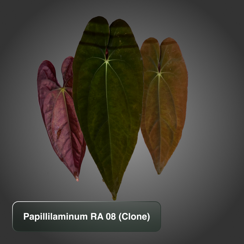 Papillilaminum RA08
