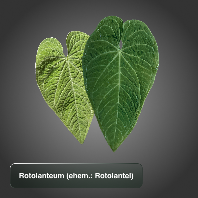 Rotolantei Rotolanteum