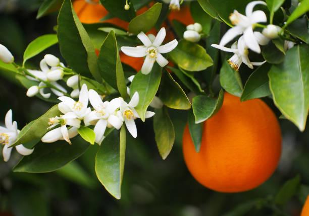 Parfum Fleur d'oranger