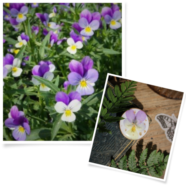 Collection Pensée sauvage