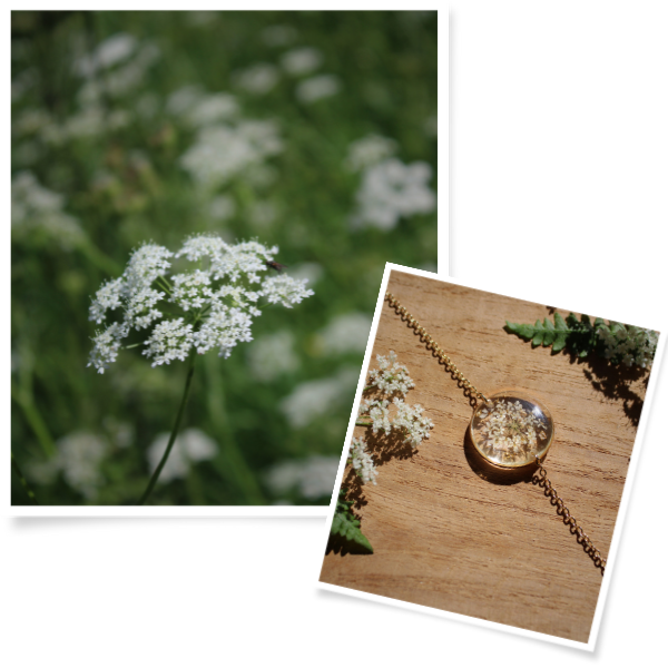 Collection Dentelle de la reine Anne