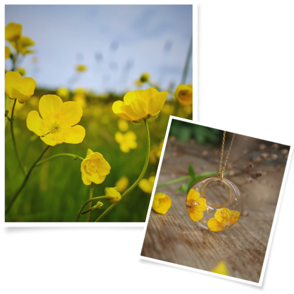 Collection Bouton d'or