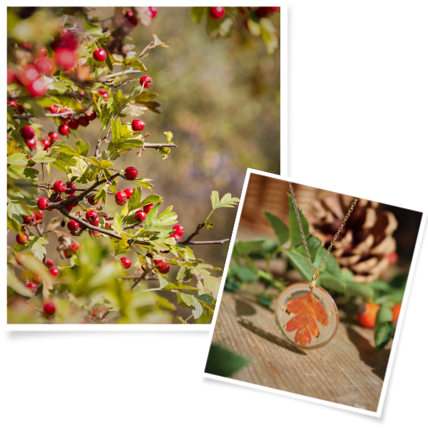 Collection Feuille d'Aubépine