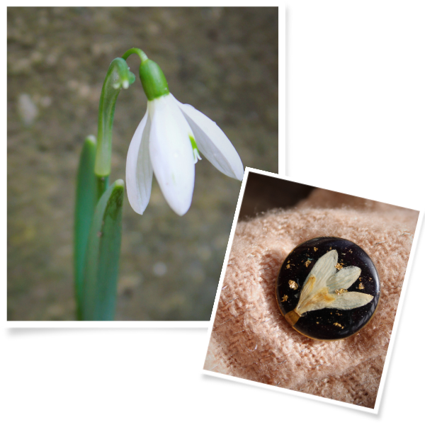 Collection Perce neige