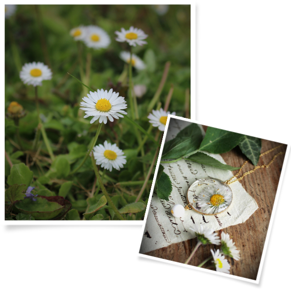 Collection Pâquerette