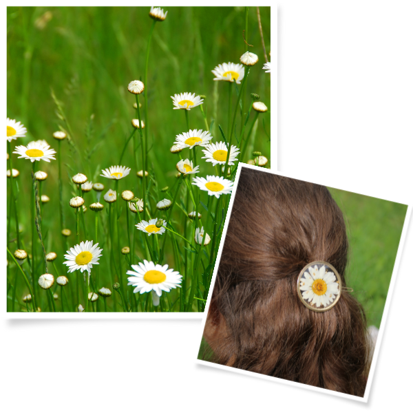 Collection Marguerite