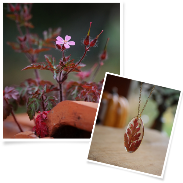 Le Géranium sauvage