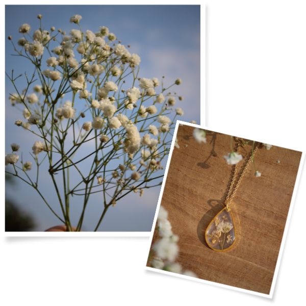 Le Gypsophyle