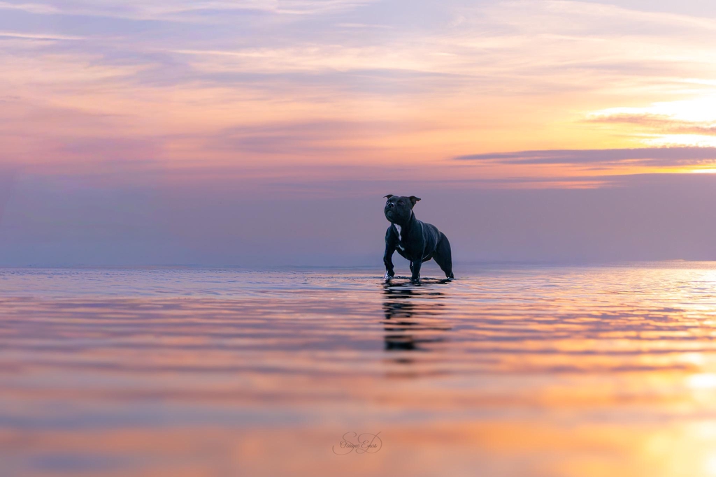 Photographe animalière et portrait à Caen