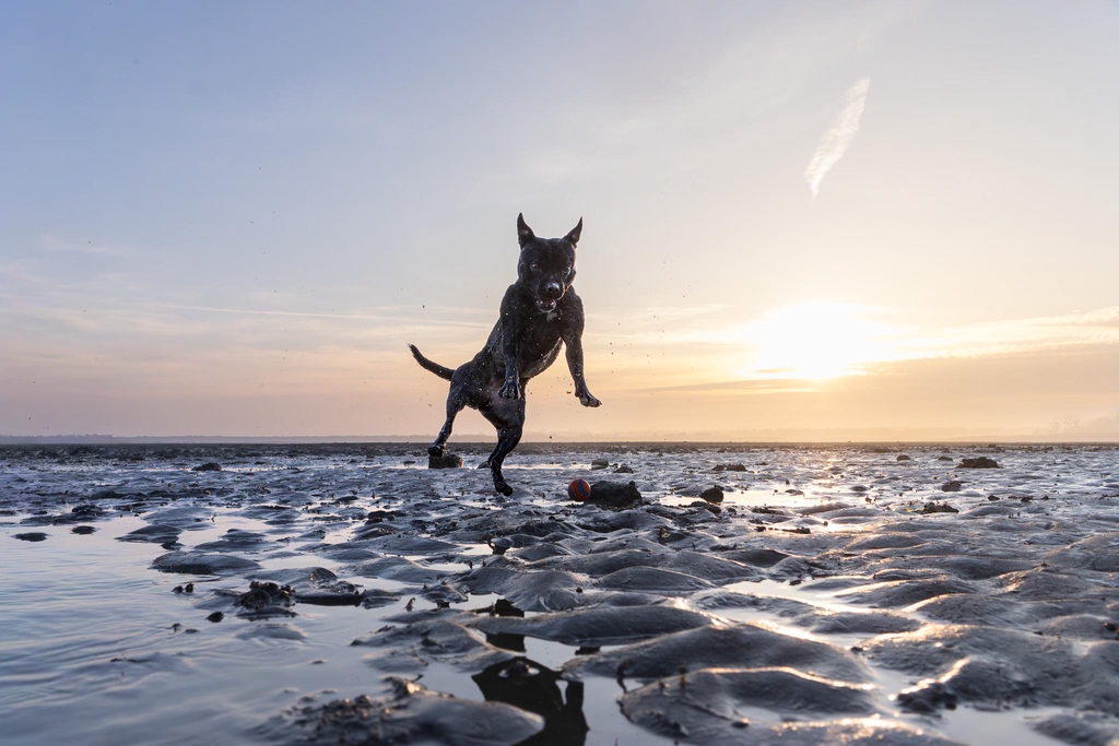 Photographe animalière et portrait à Caen
