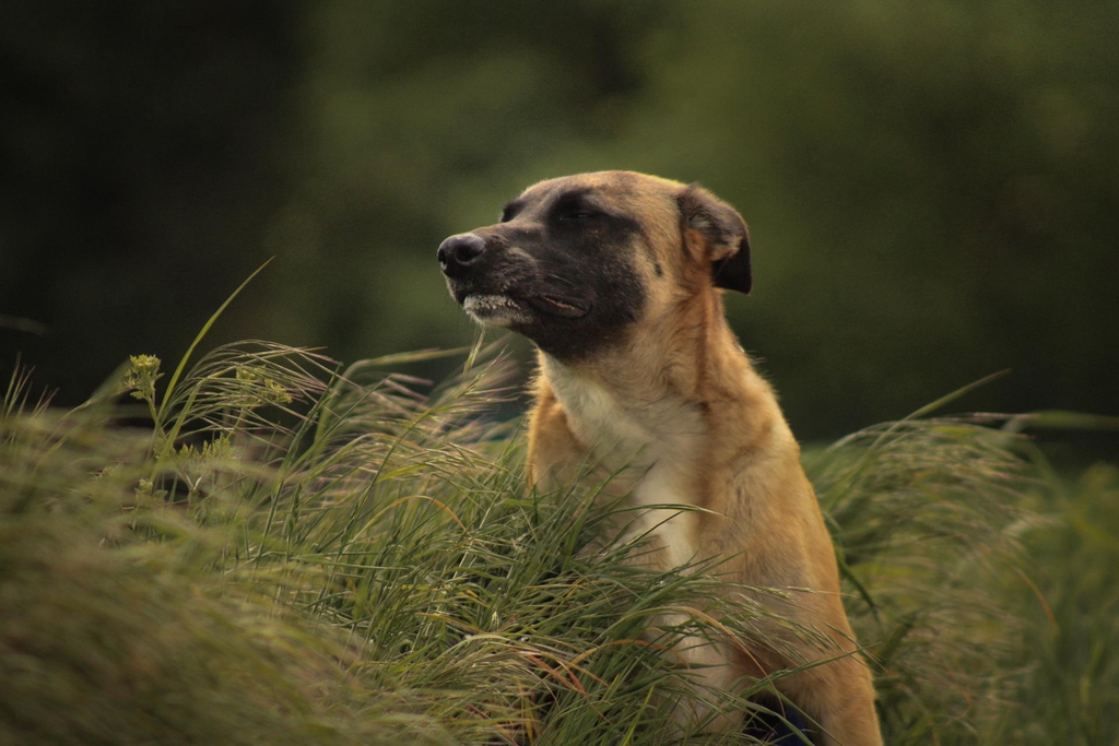 Photographe animalière et portrait à Caen