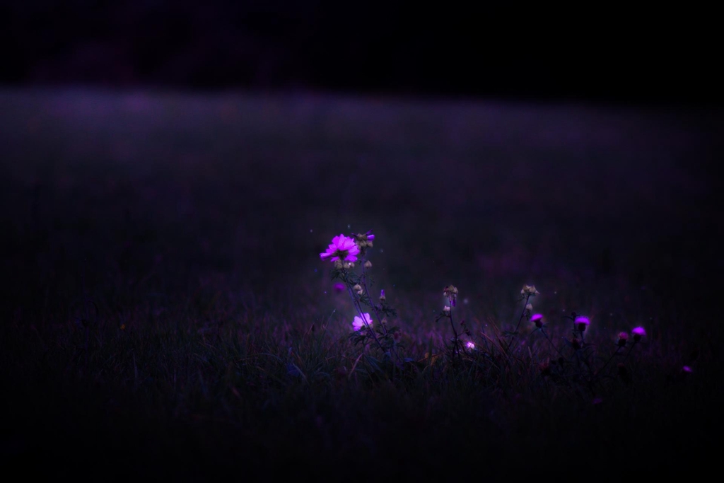 Photographe animalière et portrait à Caen