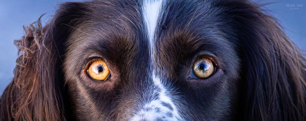 Photographe animalière et portrait à Caen