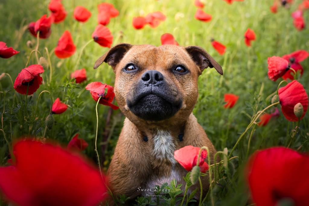 Photographe animalière et portrait à Caen