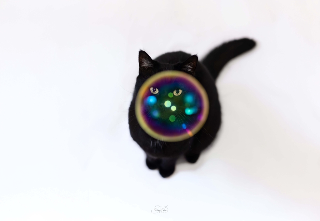 Photographe animalière et portrait à Caen