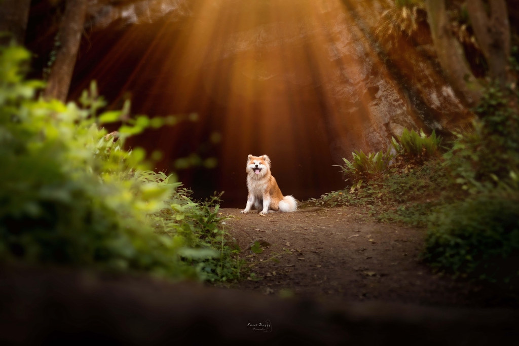 Photographe animalière et portrait à Caen