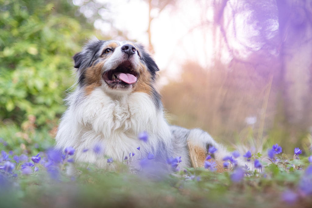 Photographe animalière et portrait à Caen