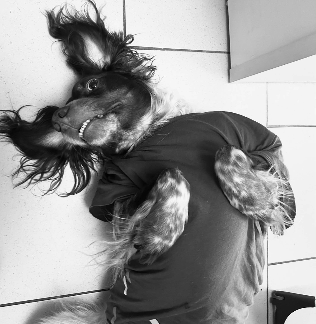 Photo chien avec un t-shirt
