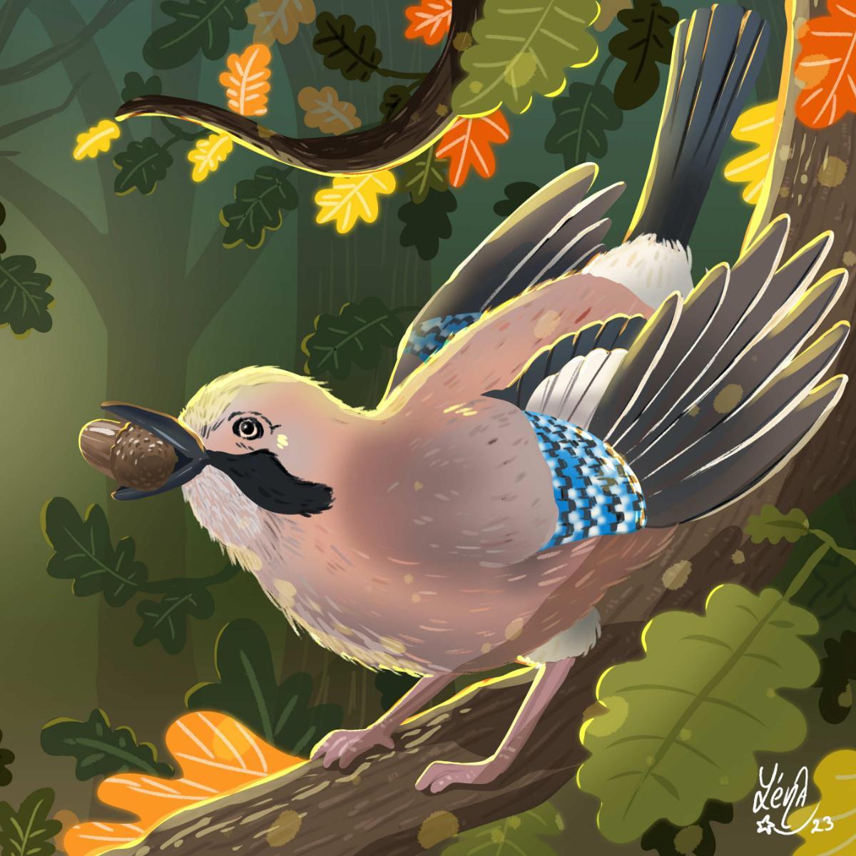 Illustration geai des chênes