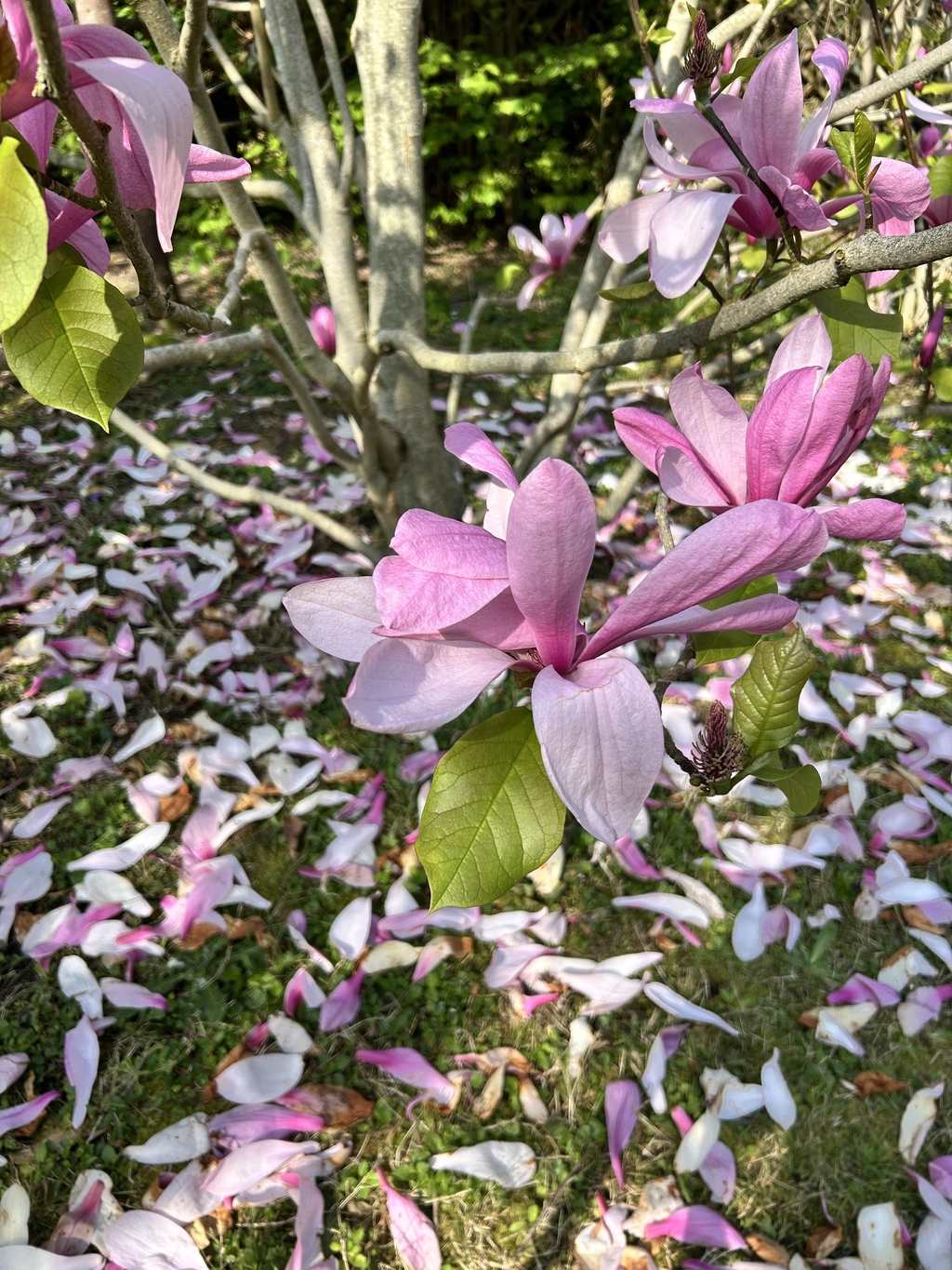 Louisie.shop création et couture à Nantes, upcycling, accessoires, chemises, chouchou, sacs, Bandana