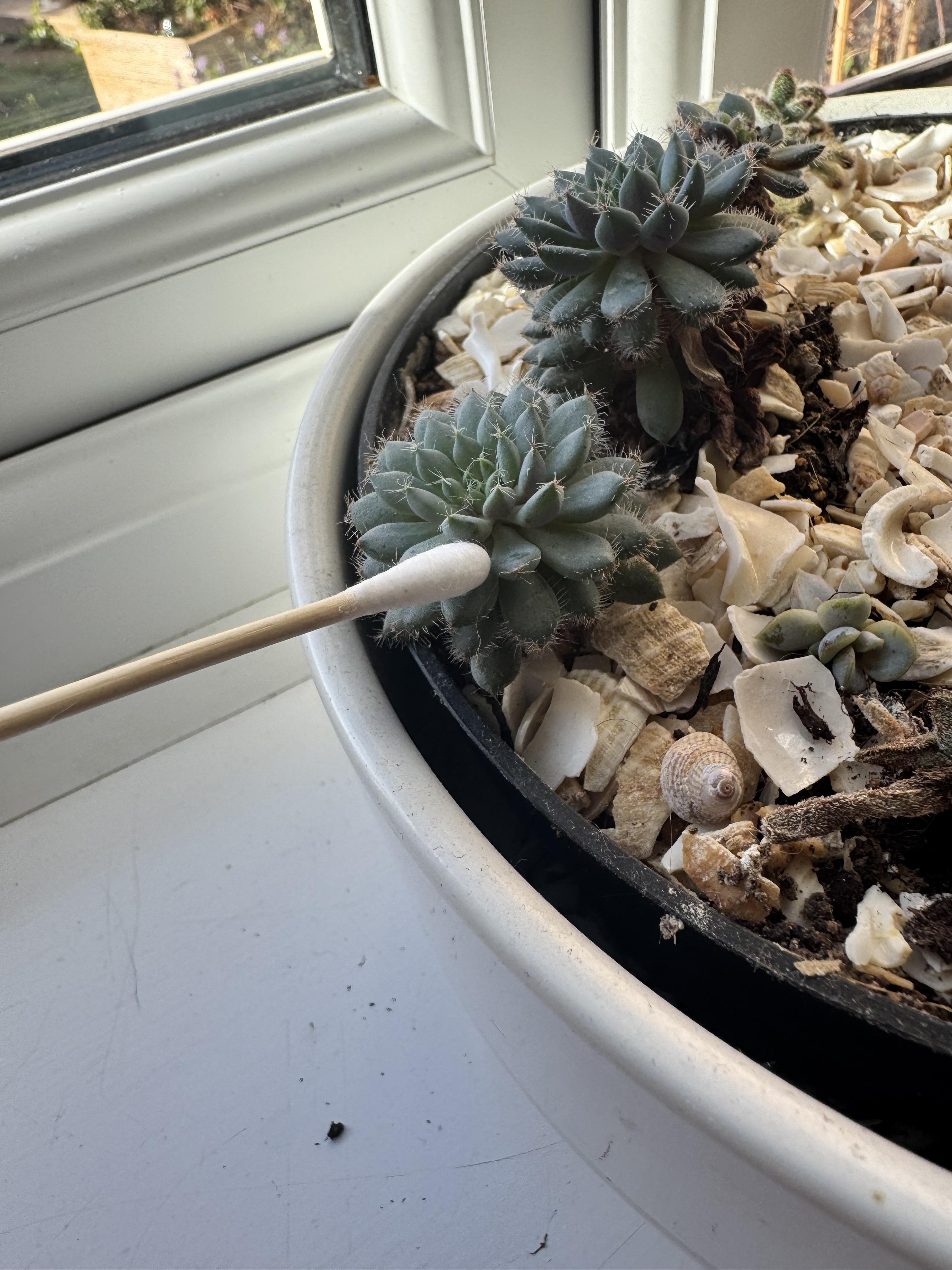 managing pests in your desert garden