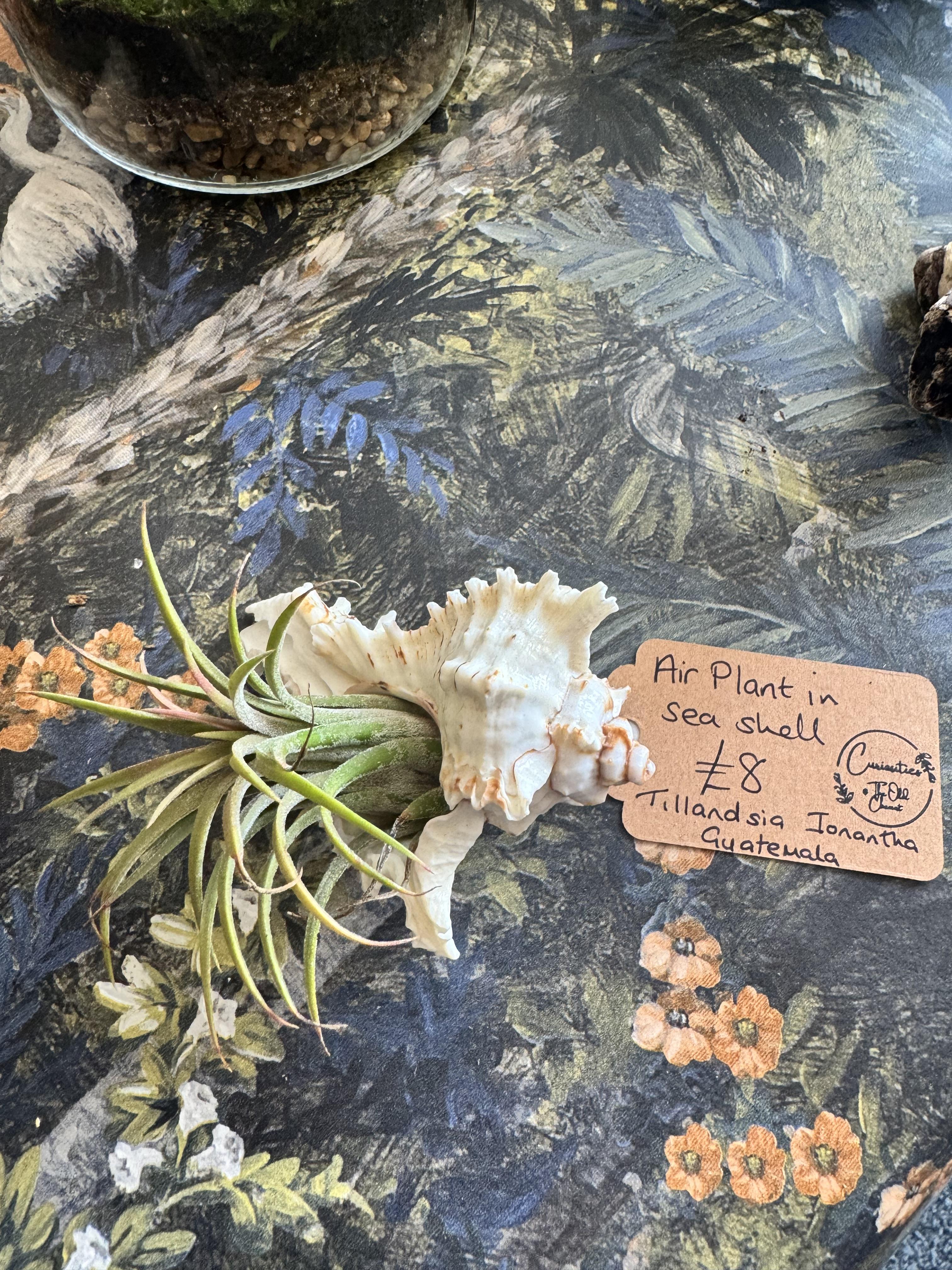 Temperature for your Air Plant