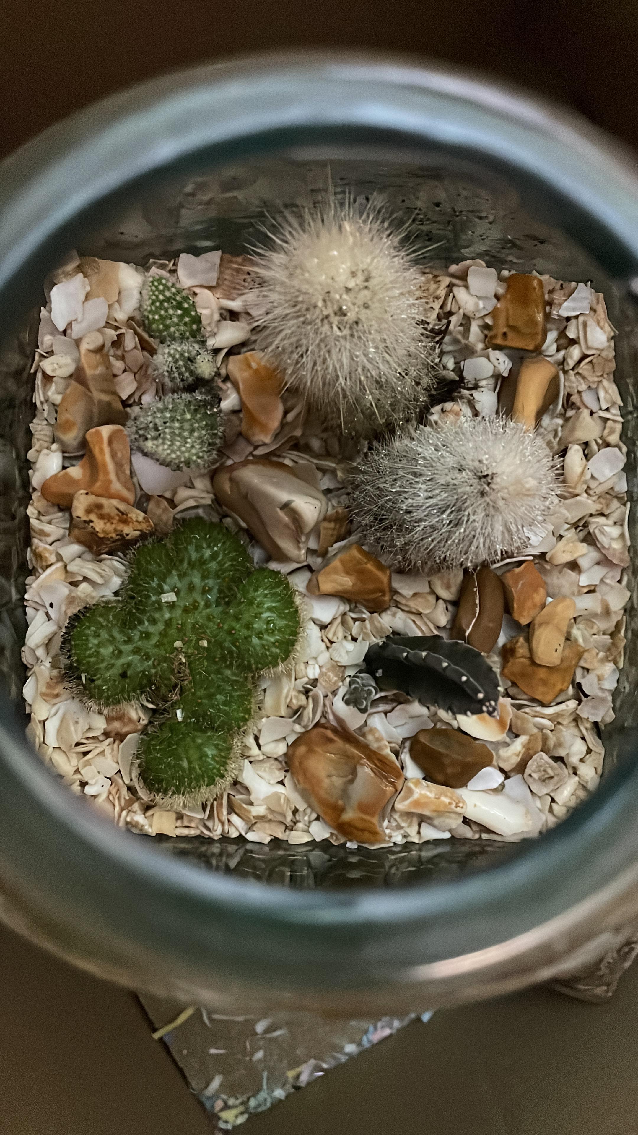 Watering your cactus garden