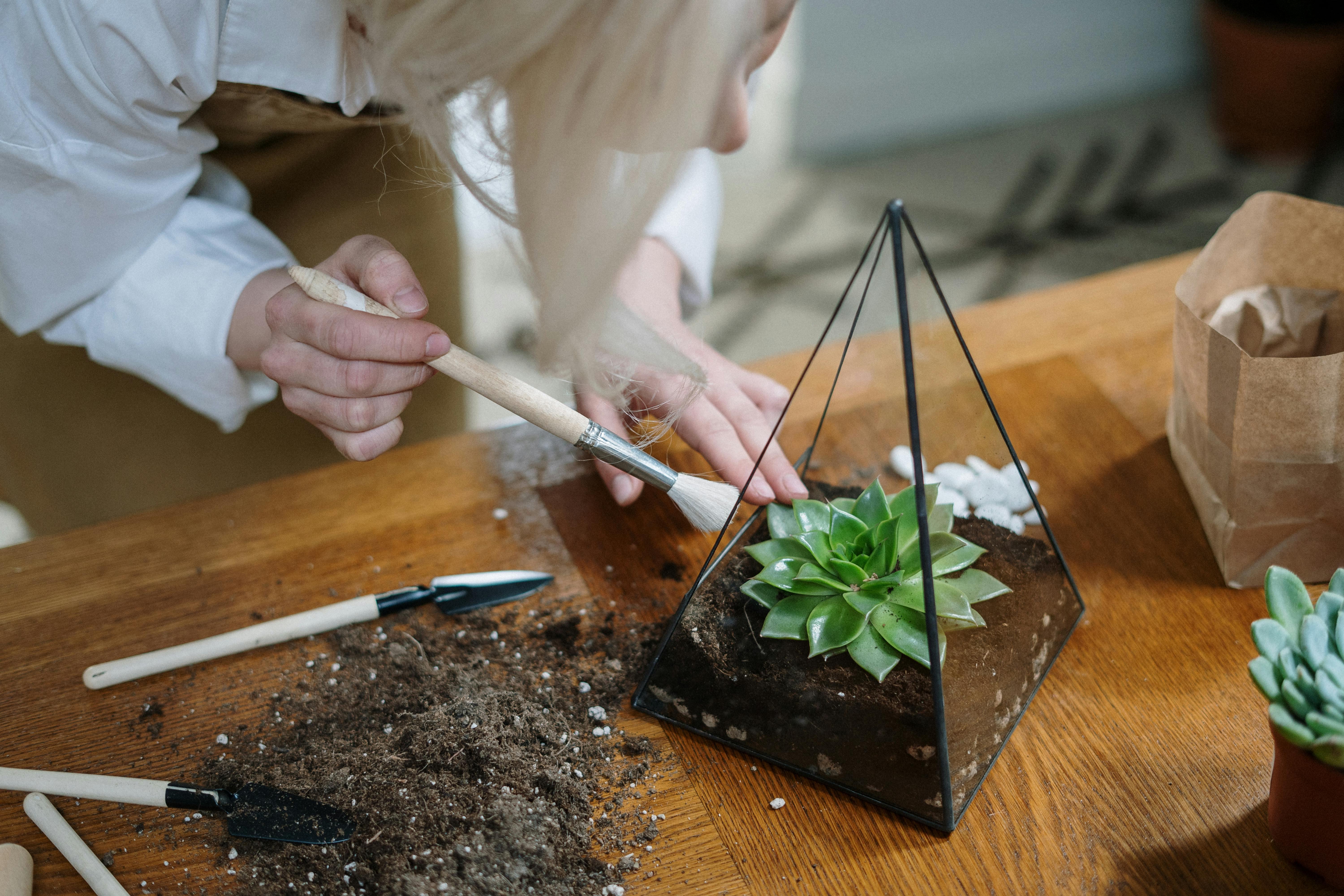 How to clean your terrarium