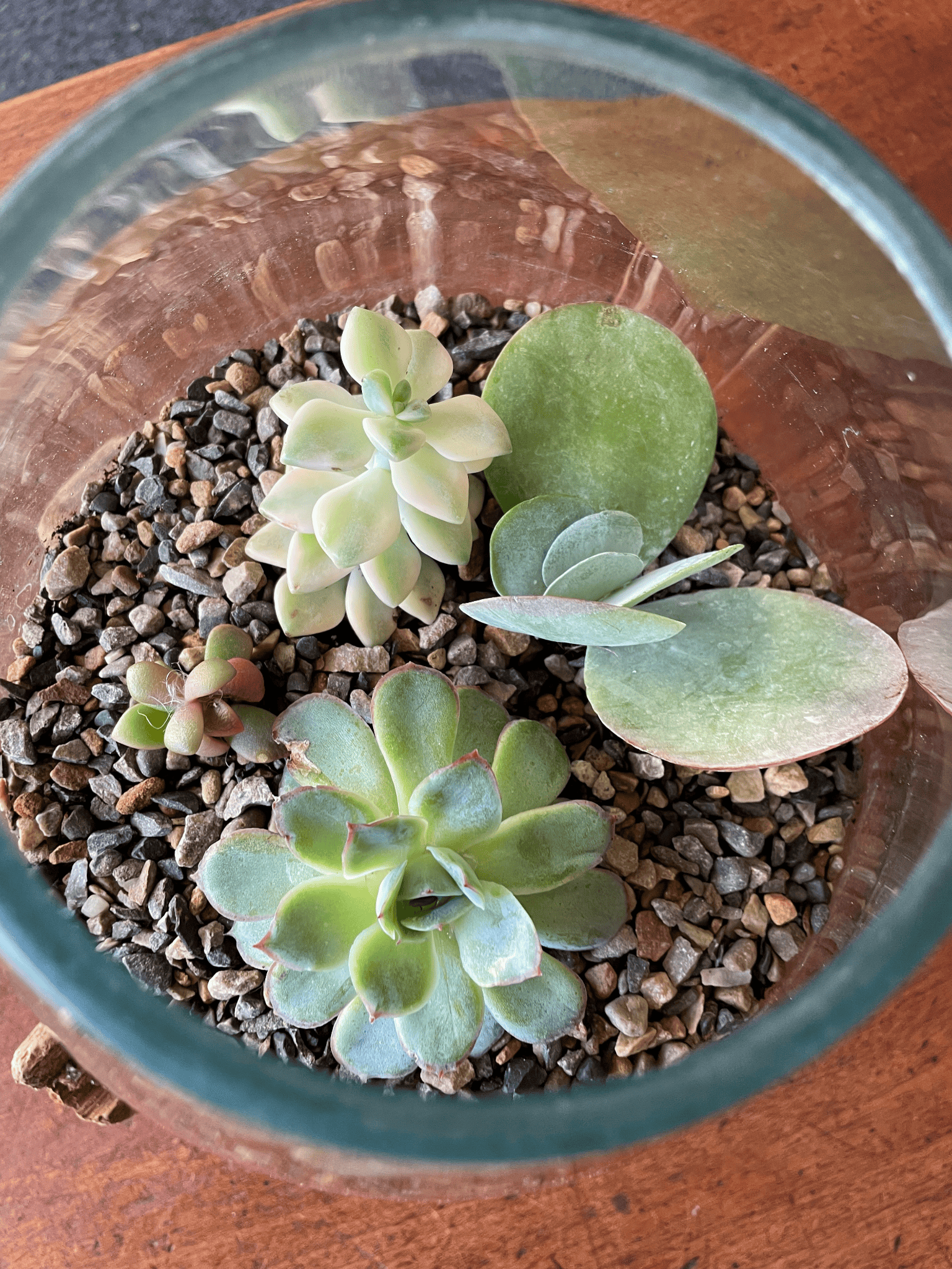 Where to place an open terrarium