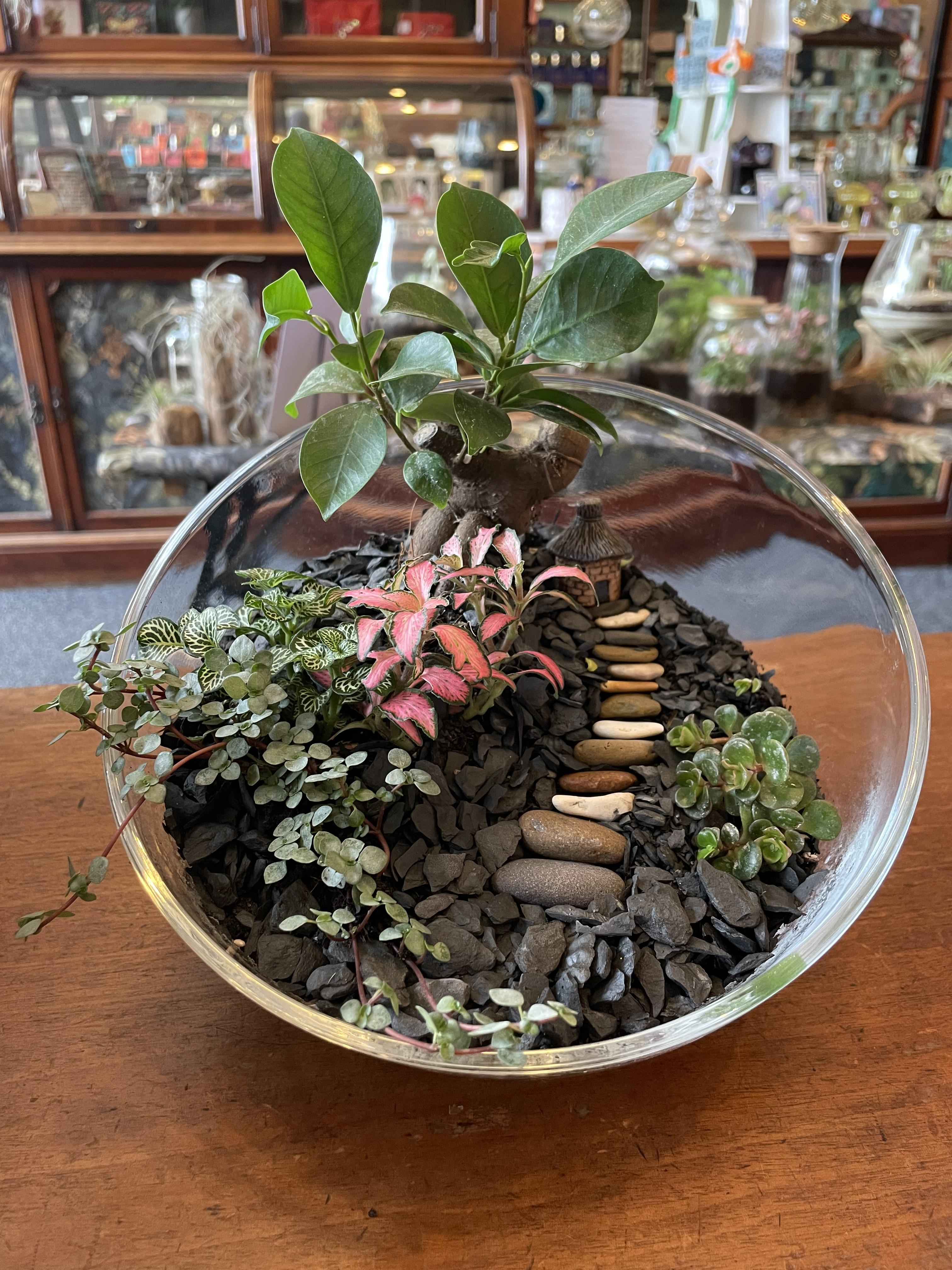 Caring for open terrariums 