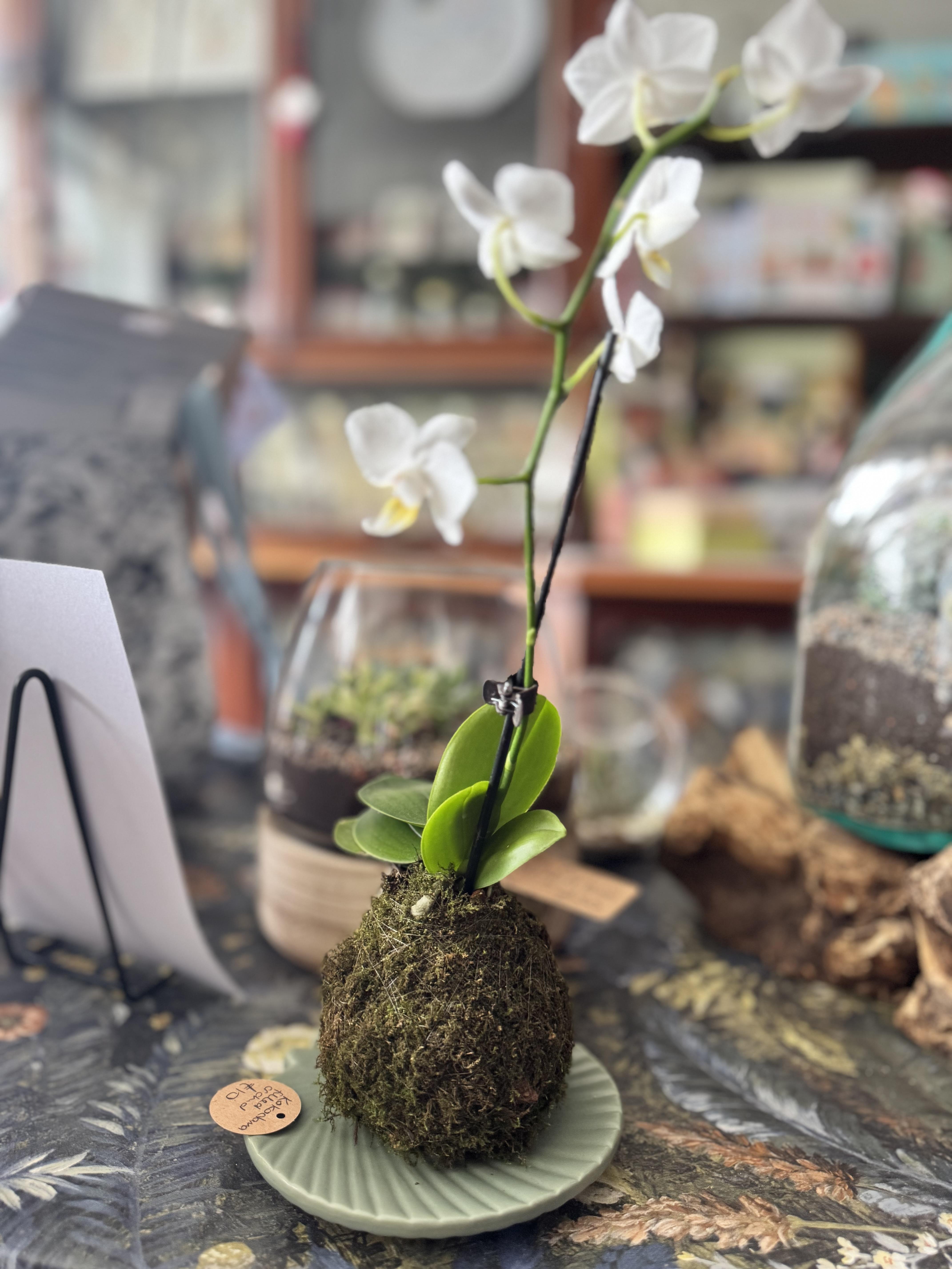 Feeding your Kokedama