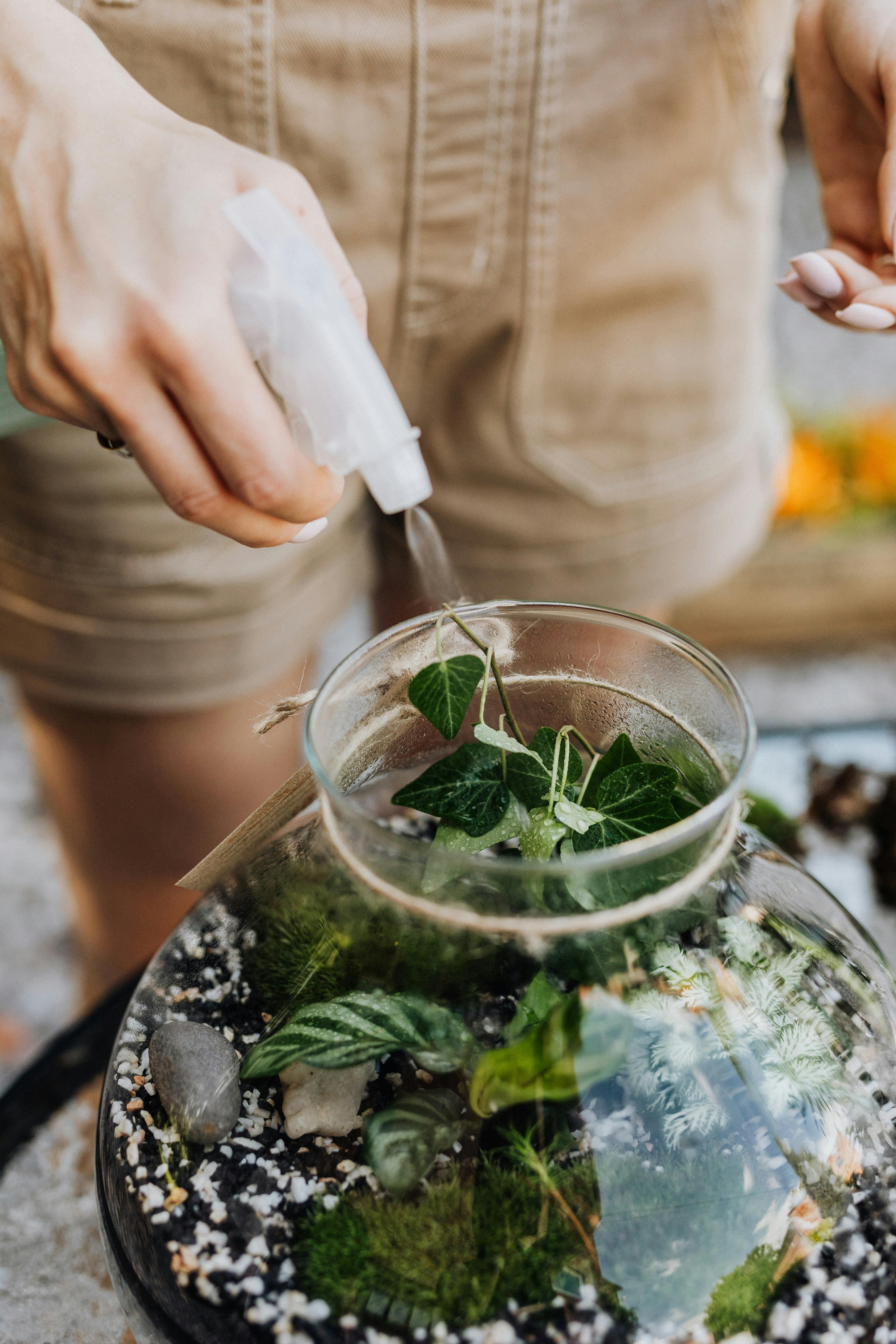 How to water your terrarium
