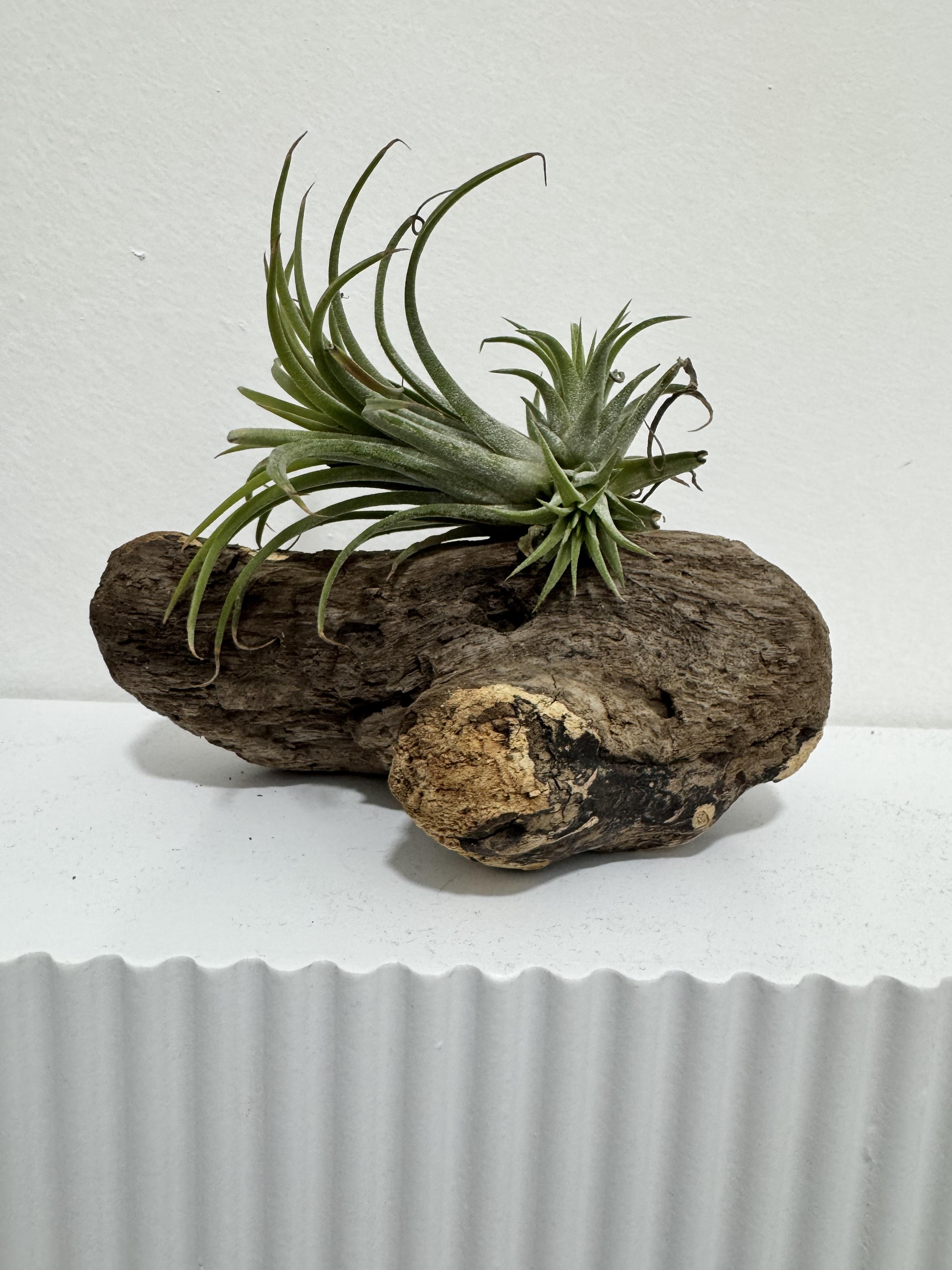 Caring for your Air Plant