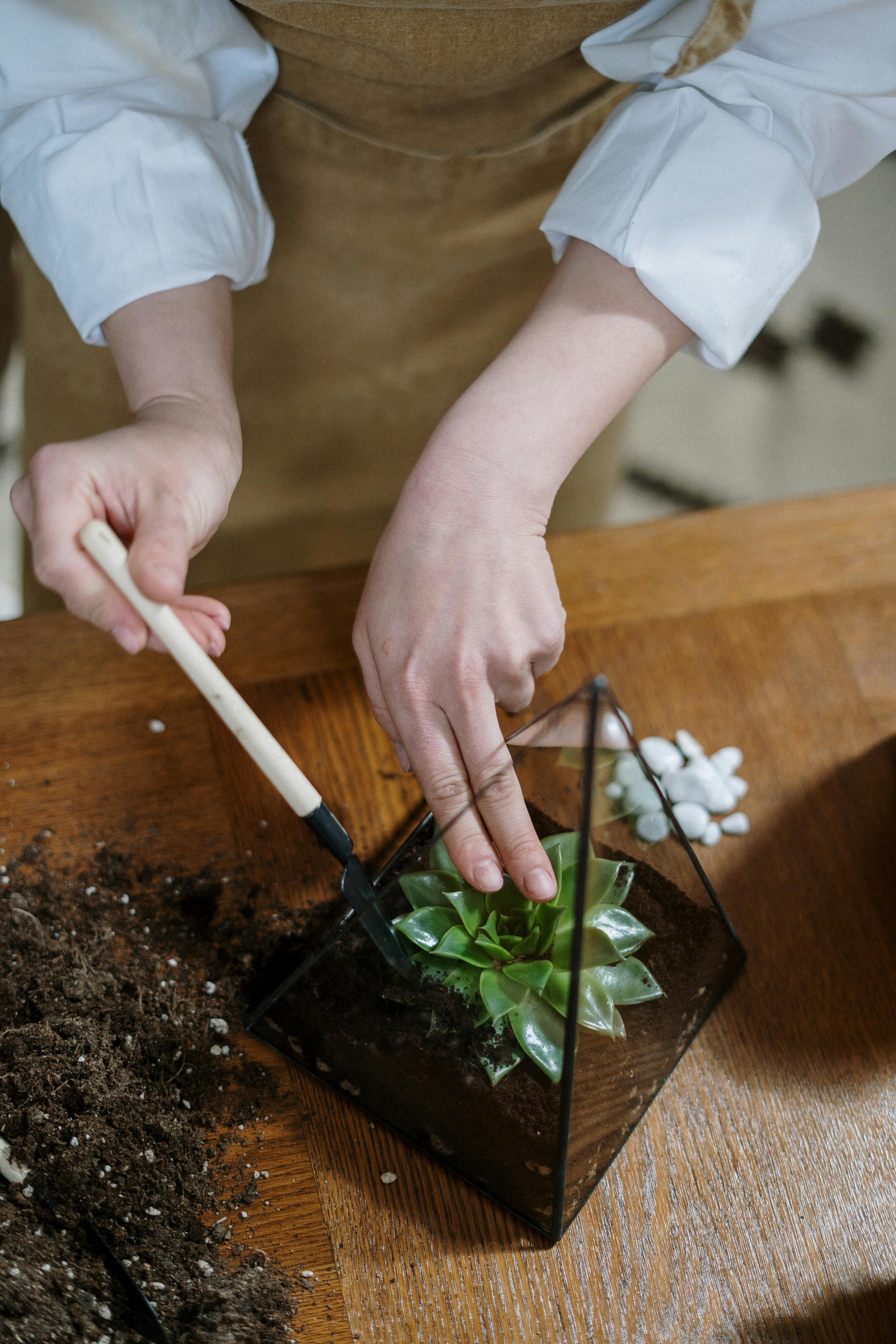 Pruning and maintaining plants in an open terrarium