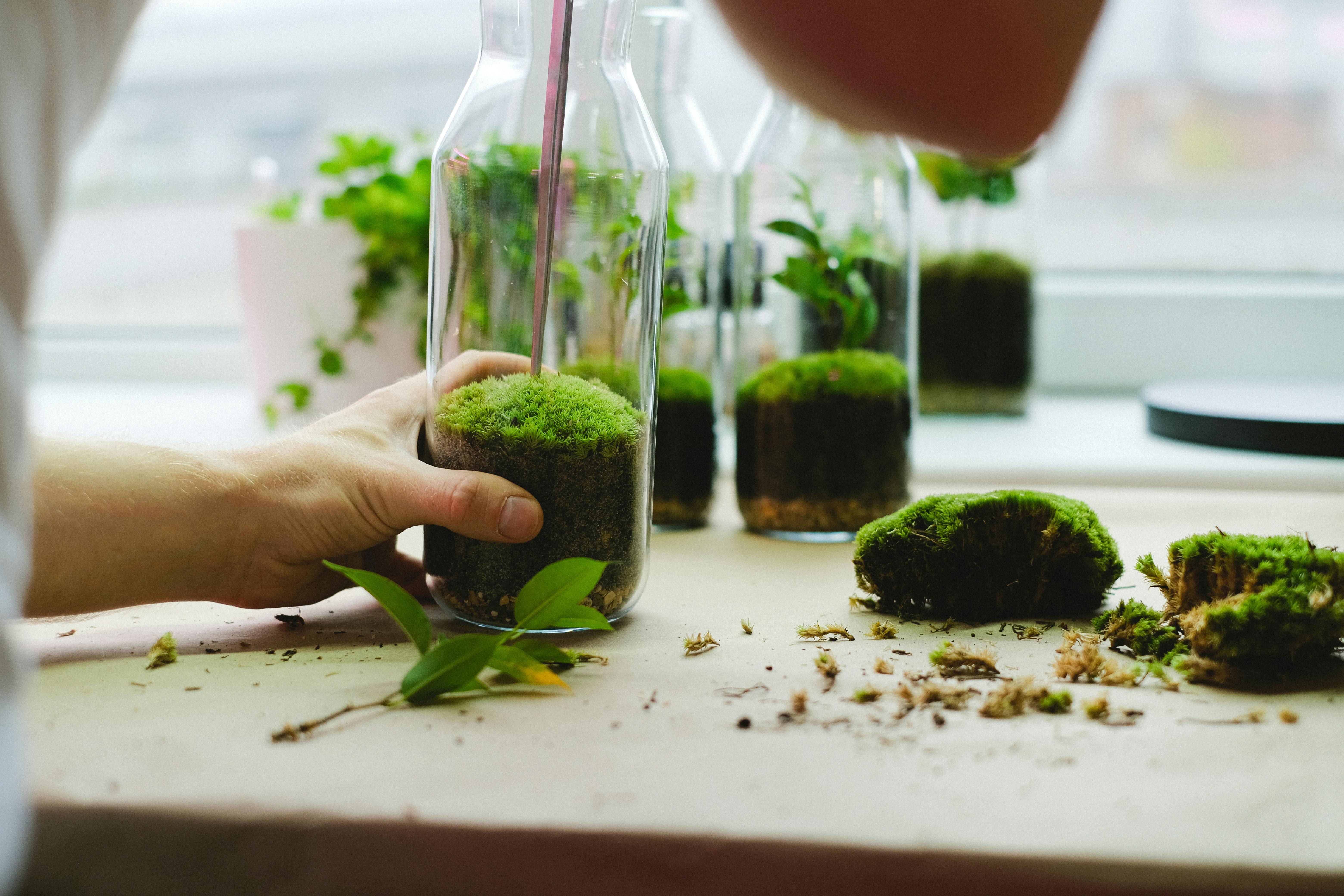 how to deal with mould or rot in your terrarium