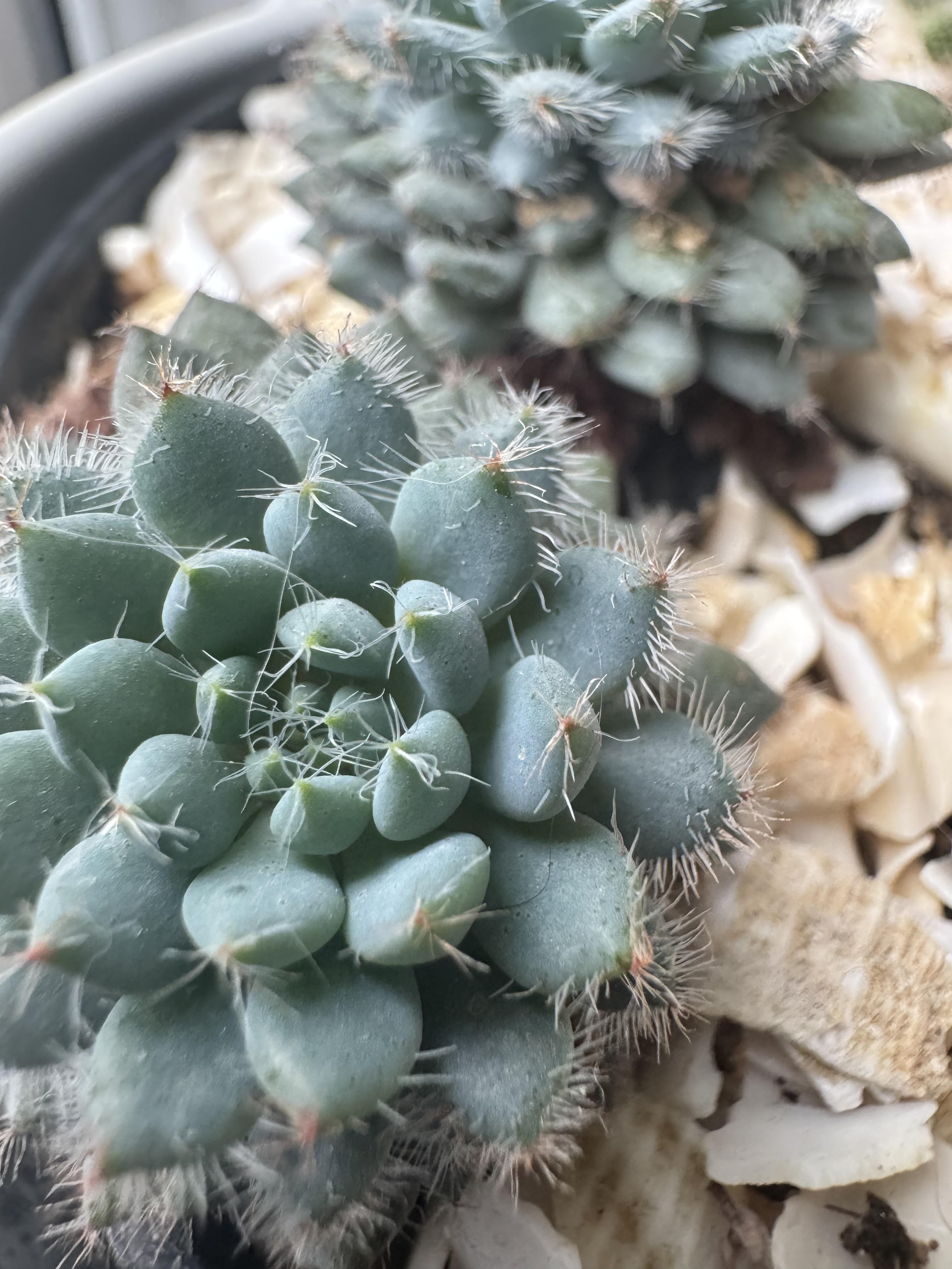 Caring for your desert garden