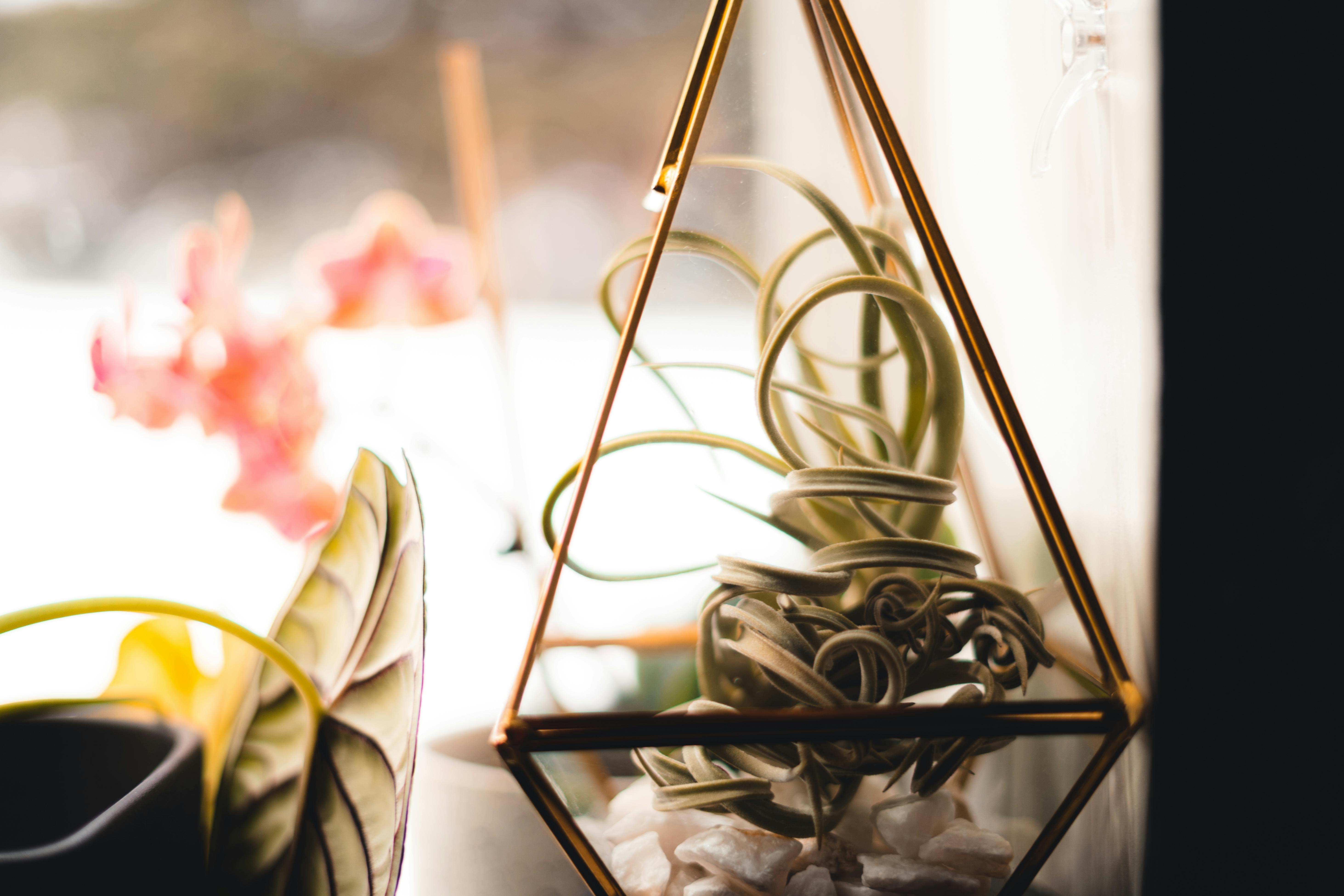Where to place your air plant