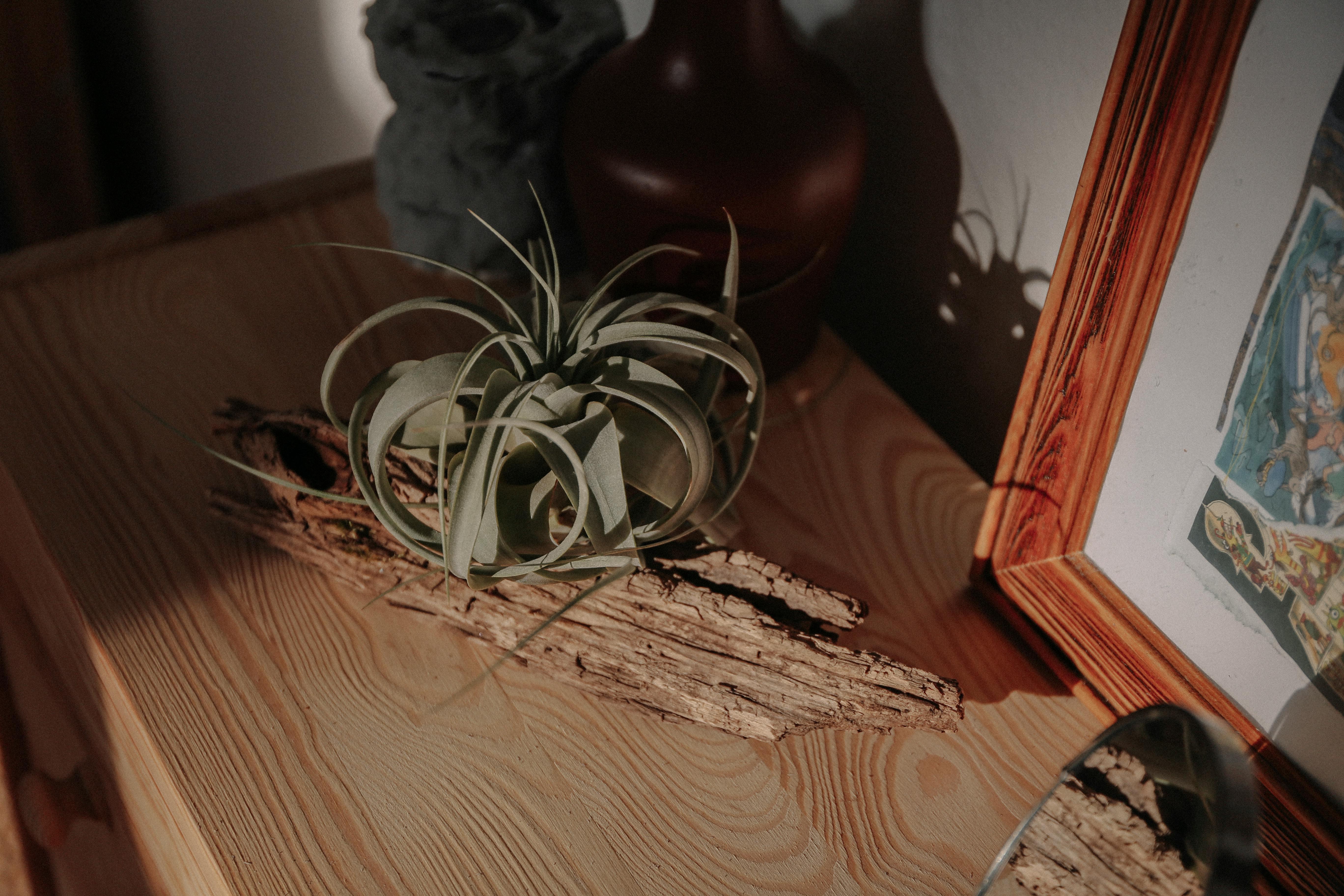 Air circulation for your air plant