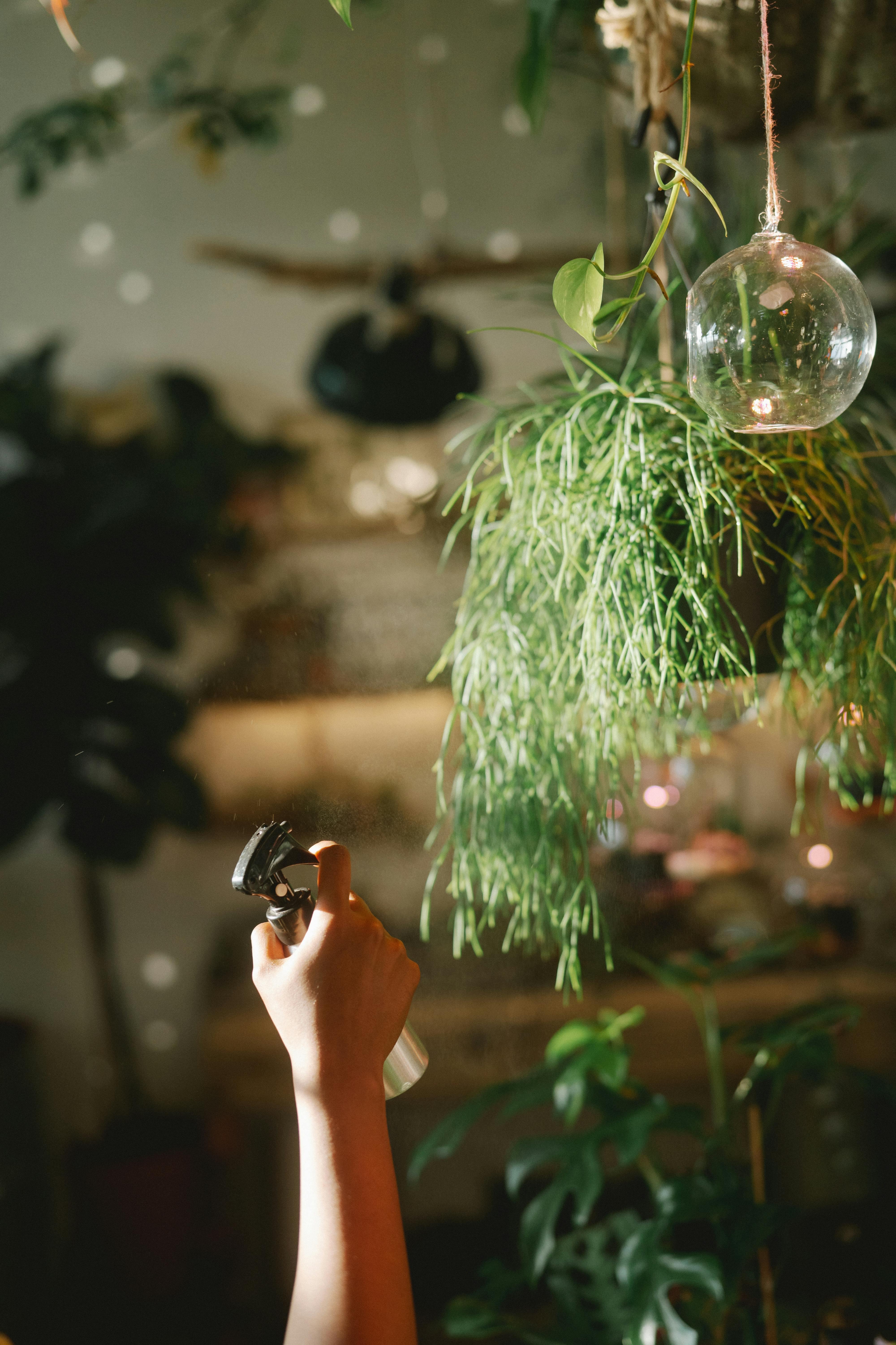 How to water your air plant