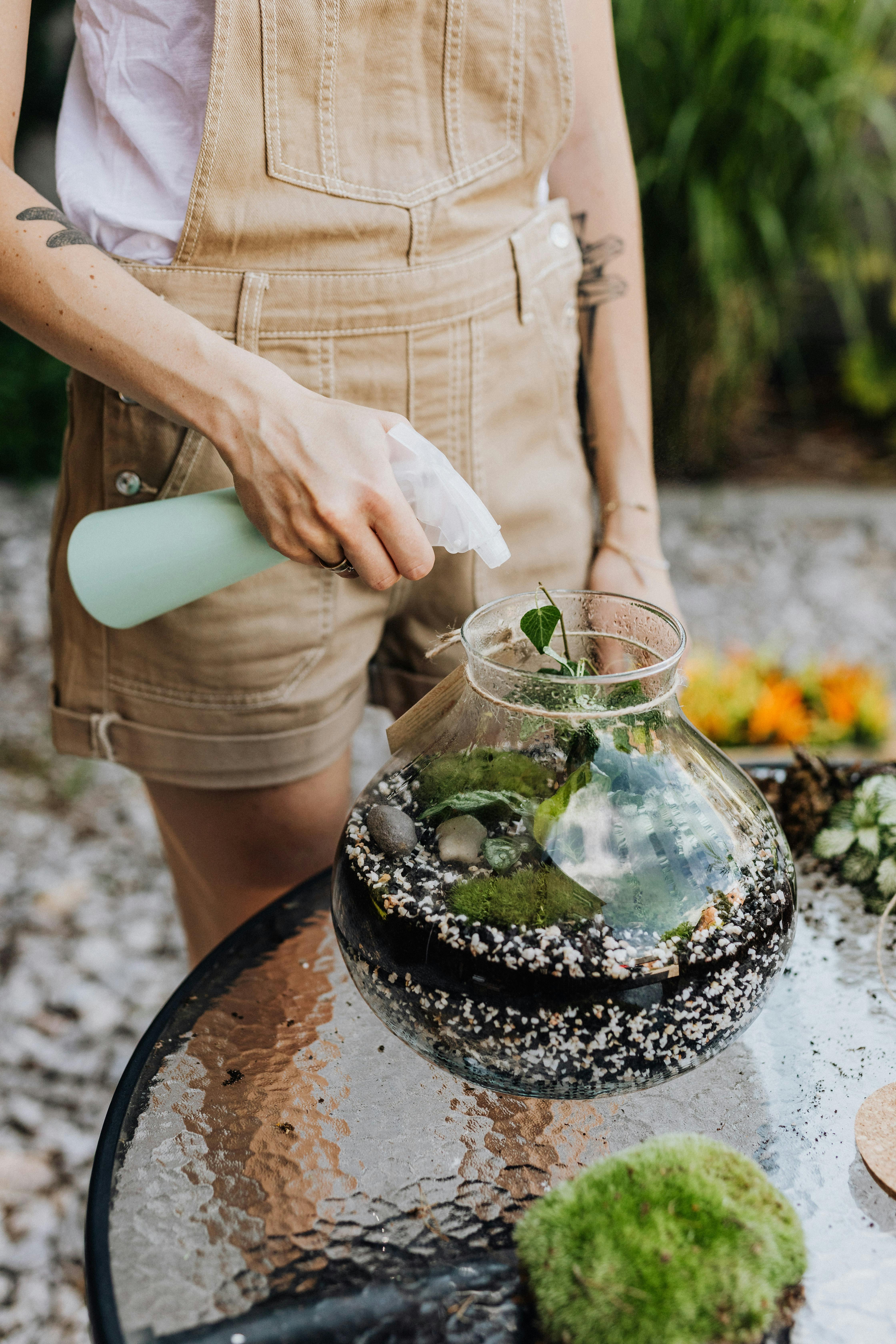 managing pests and mould in an open terrarium