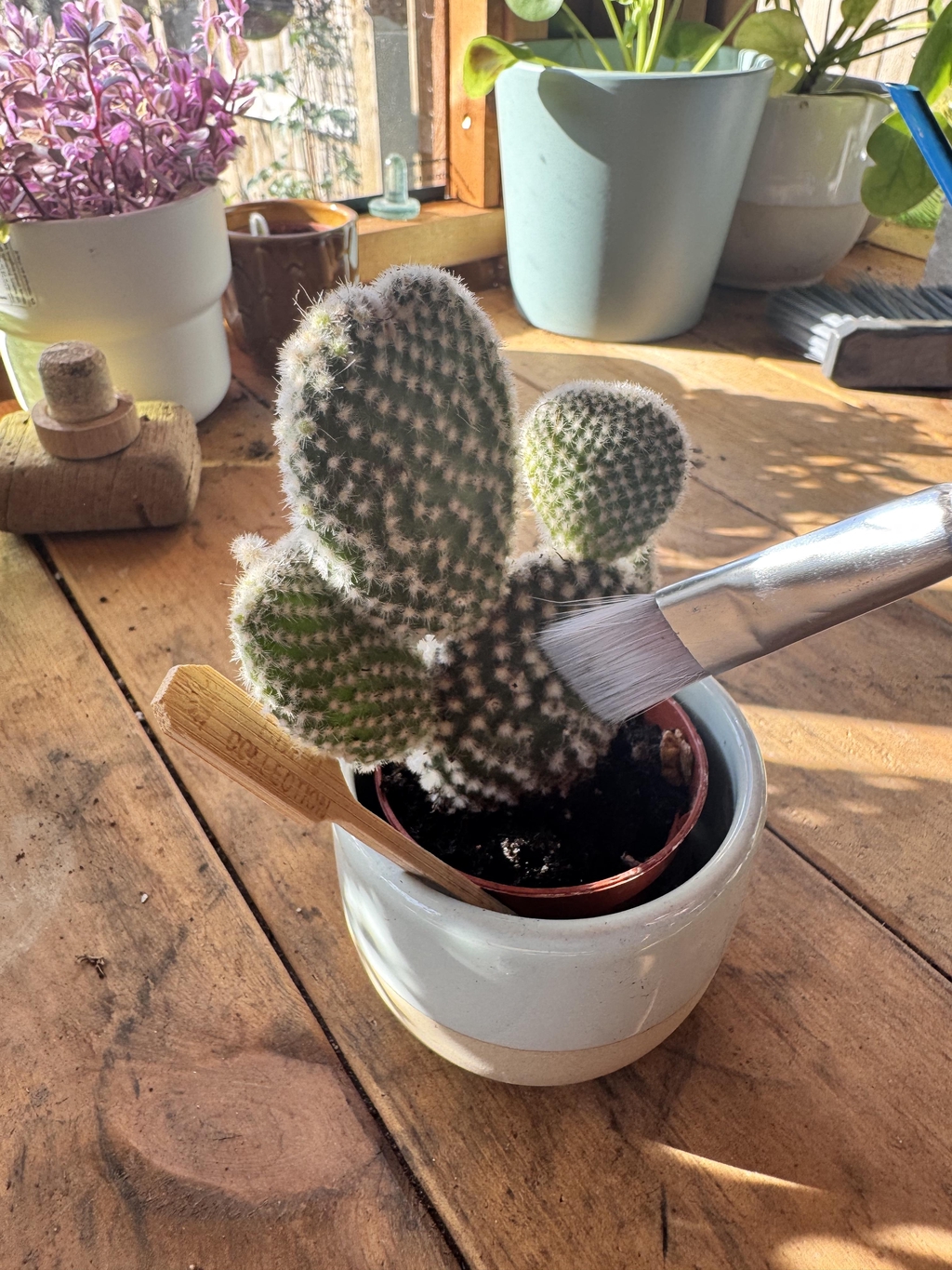 Cleaning your cactus garden