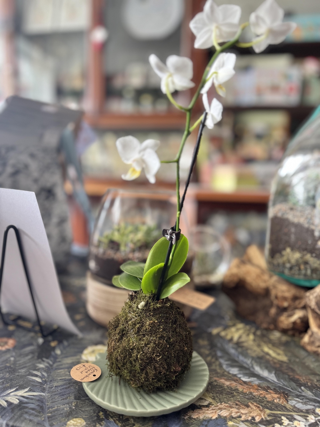 Feeding your Kokedama