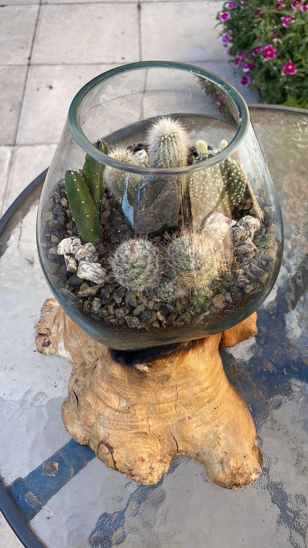 placing your cactus garden