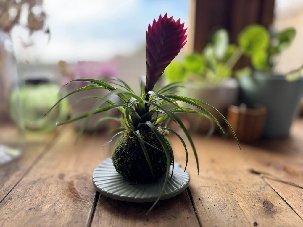 caring for a kokedama