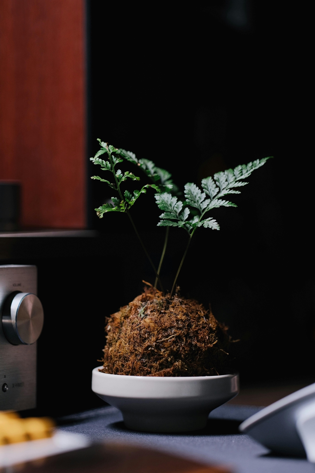where to place your Kokedama